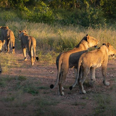 Milima Big 5 Safari Lodge Hoedspruit Eksteriør billede