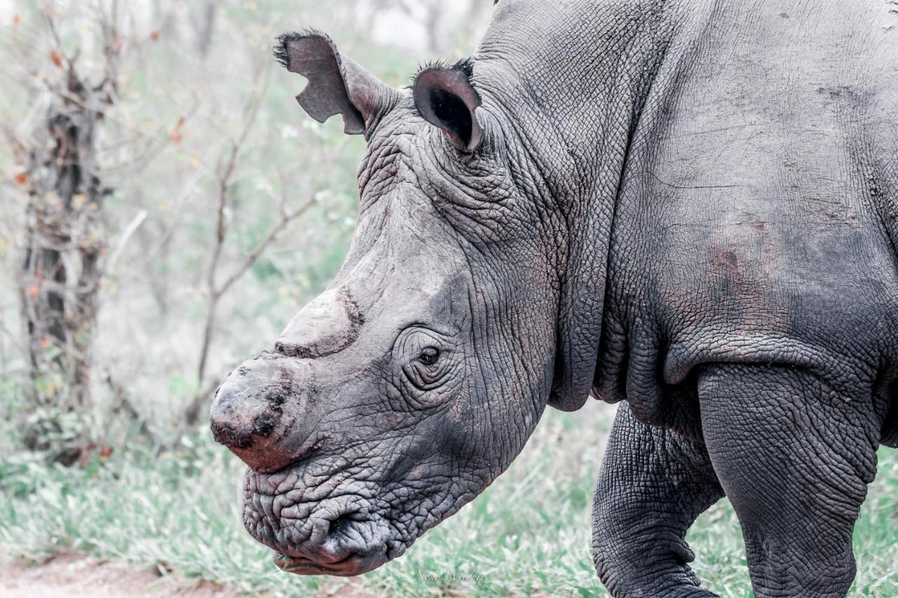 Milima Big 5 Safari Lodge Hoedspruit Eksteriør billede