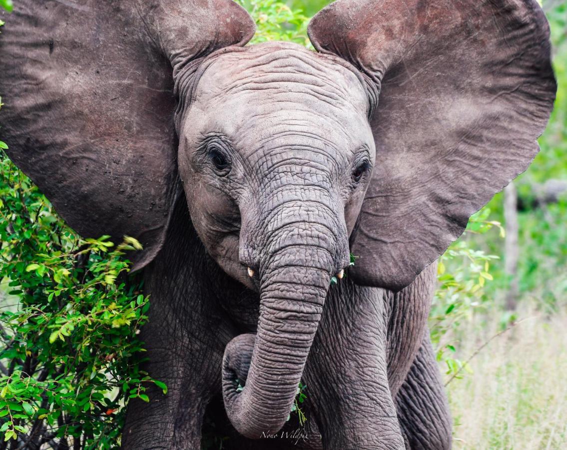 Milima Big 5 Safari Lodge Hoedspruit Eksteriør billede