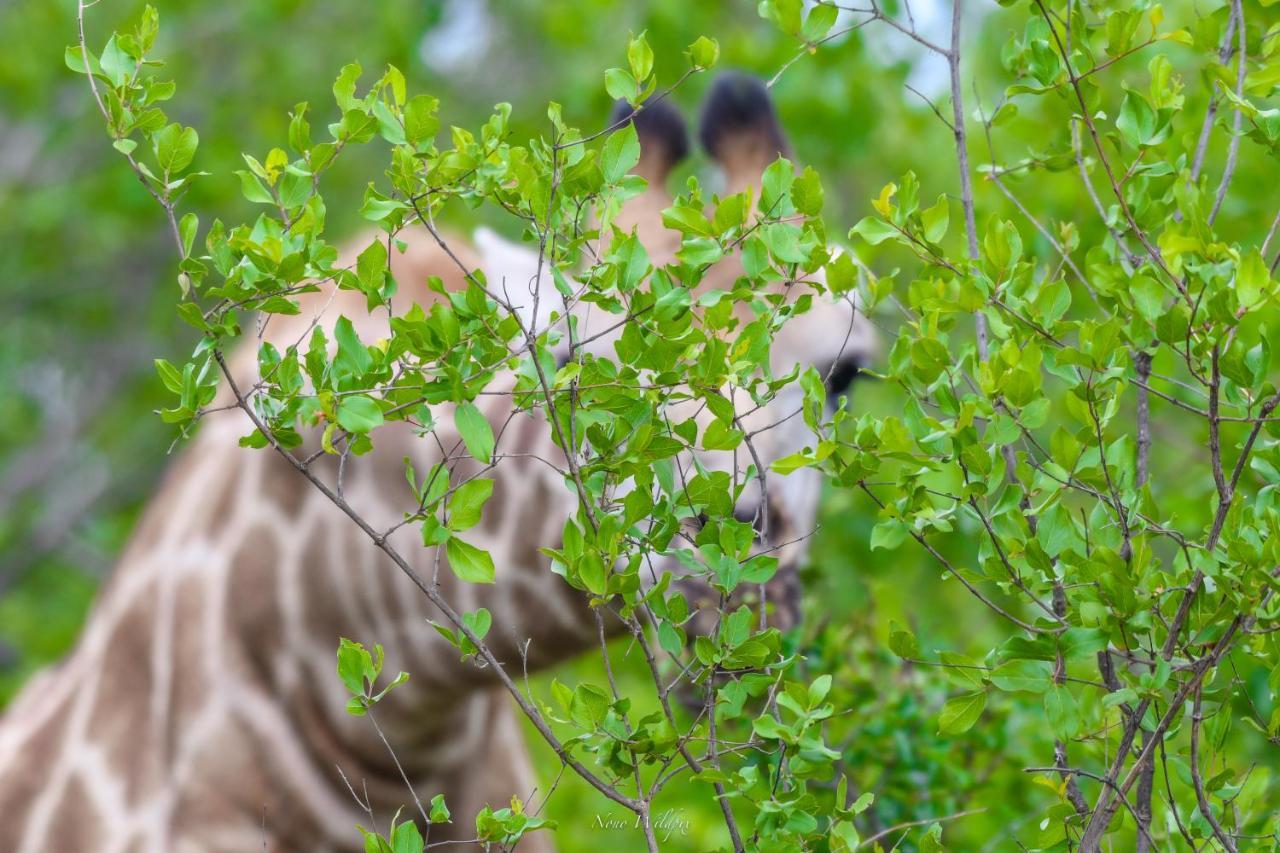 Milima Big 5 Safari Lodge Hoedspruit Eksteriør billede