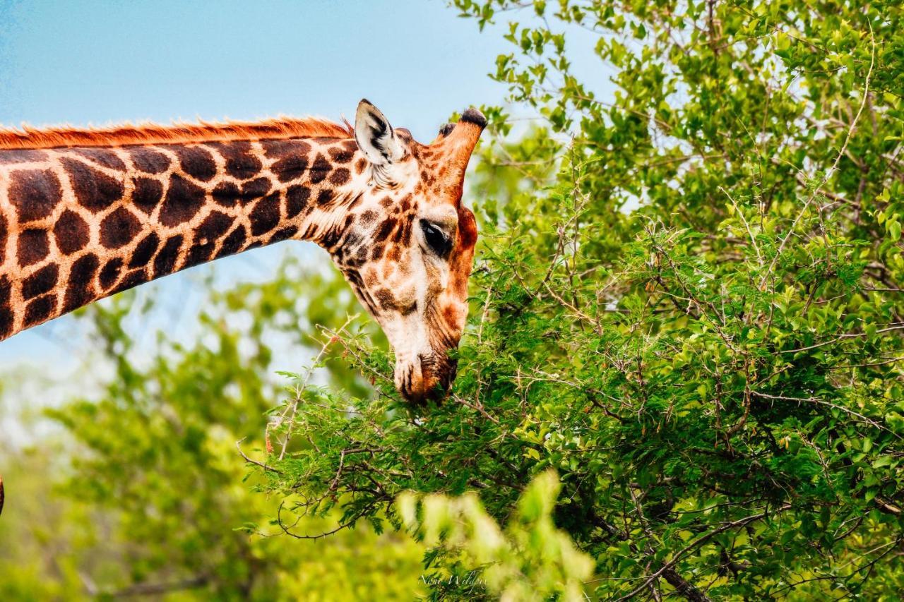 Milima Big 5 Safari Lodge Hoedspruit Eksteriør billede