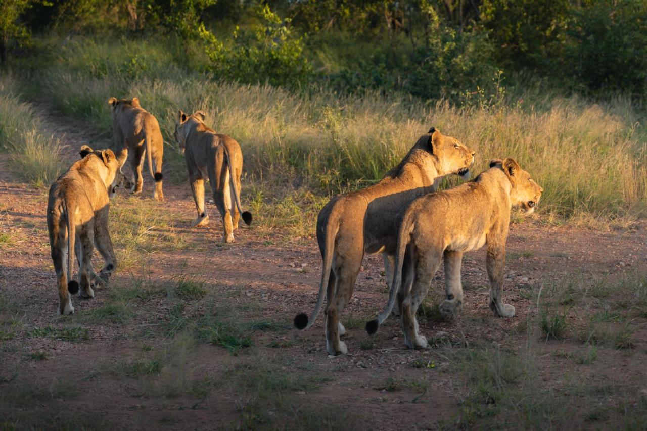 Milima Big 5 Safari Lodge Hoedspruit Eksteriør billede