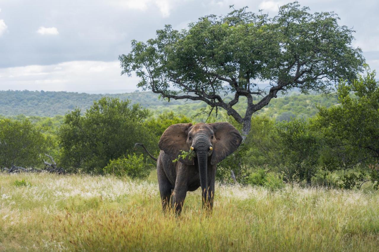 Milima Big 5 Safari Lodge Hoedspruit Eksteriør billede